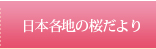 日本各地の桜だより