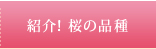 紹介！桜の品種