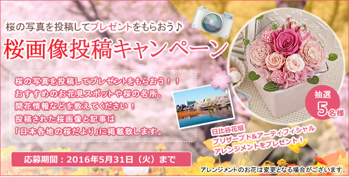 桜の写真を投稿してプレゼントをもらおう!!おすすめのお花見スポットや桜の名所、開花情報などを教えてください!投稿された桜画像と記事は日比谷花壇「日本各地の桜だより」に掲載致します。