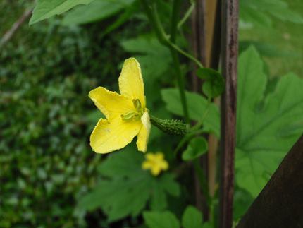 ゴーヤの雌花