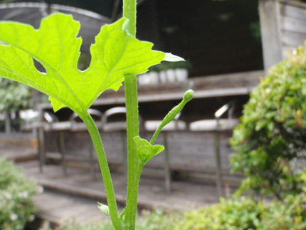 ゴーヤの雌花のつぼみ