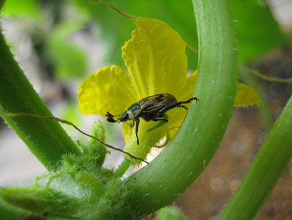 キュウリの花についた虫