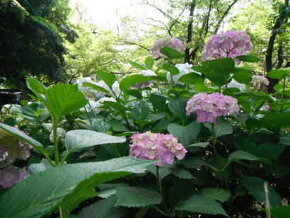 有栖川宮記念公園