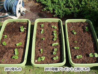 みどりの広場