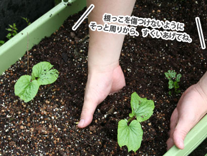 みどりの広場