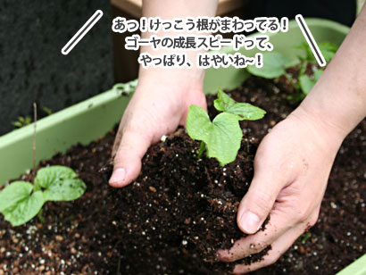 みどりの広場