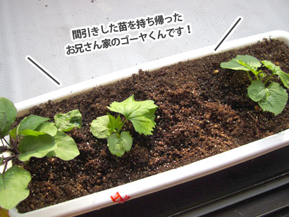 みどりの広場