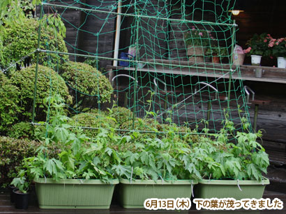 みどりの広場