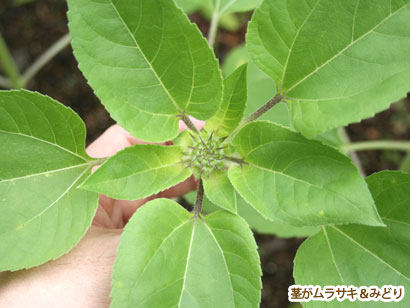 みどりの広場