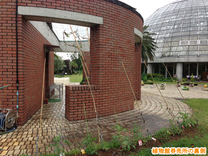 夢の島熱帯植物館