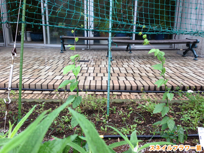 夢の島熱帯植物館