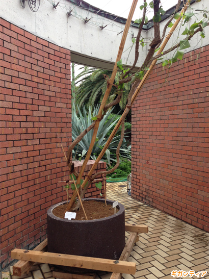 夢の島熱帯植物館