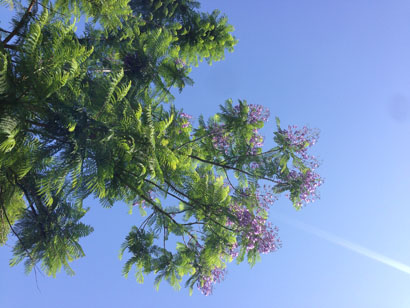 夢の島熱帯植物館