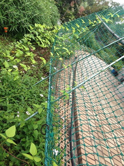 夢の島熱帯植物館