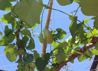 夢の島熱帯植物館