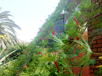 夢の島熱帯植物館