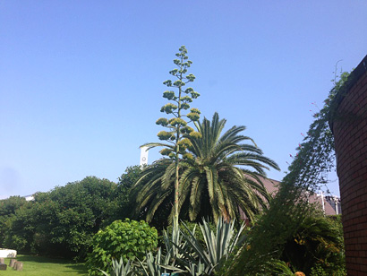 夢の島熱帯植物館