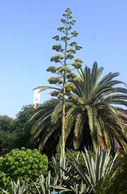 夢の島熱帯植物館