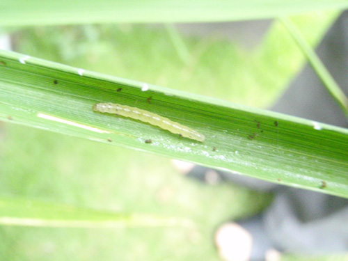 稲の葉についた害虫