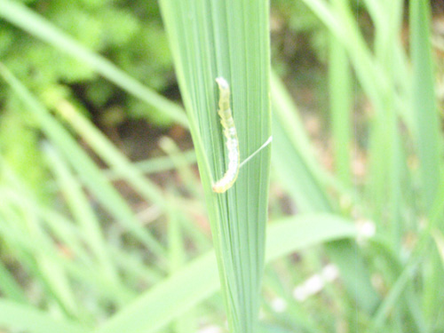 稲の葉に巣を作る害虫