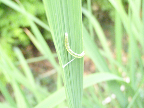 稲の葉に巣を作る害虫