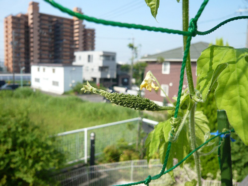 田植えの様子